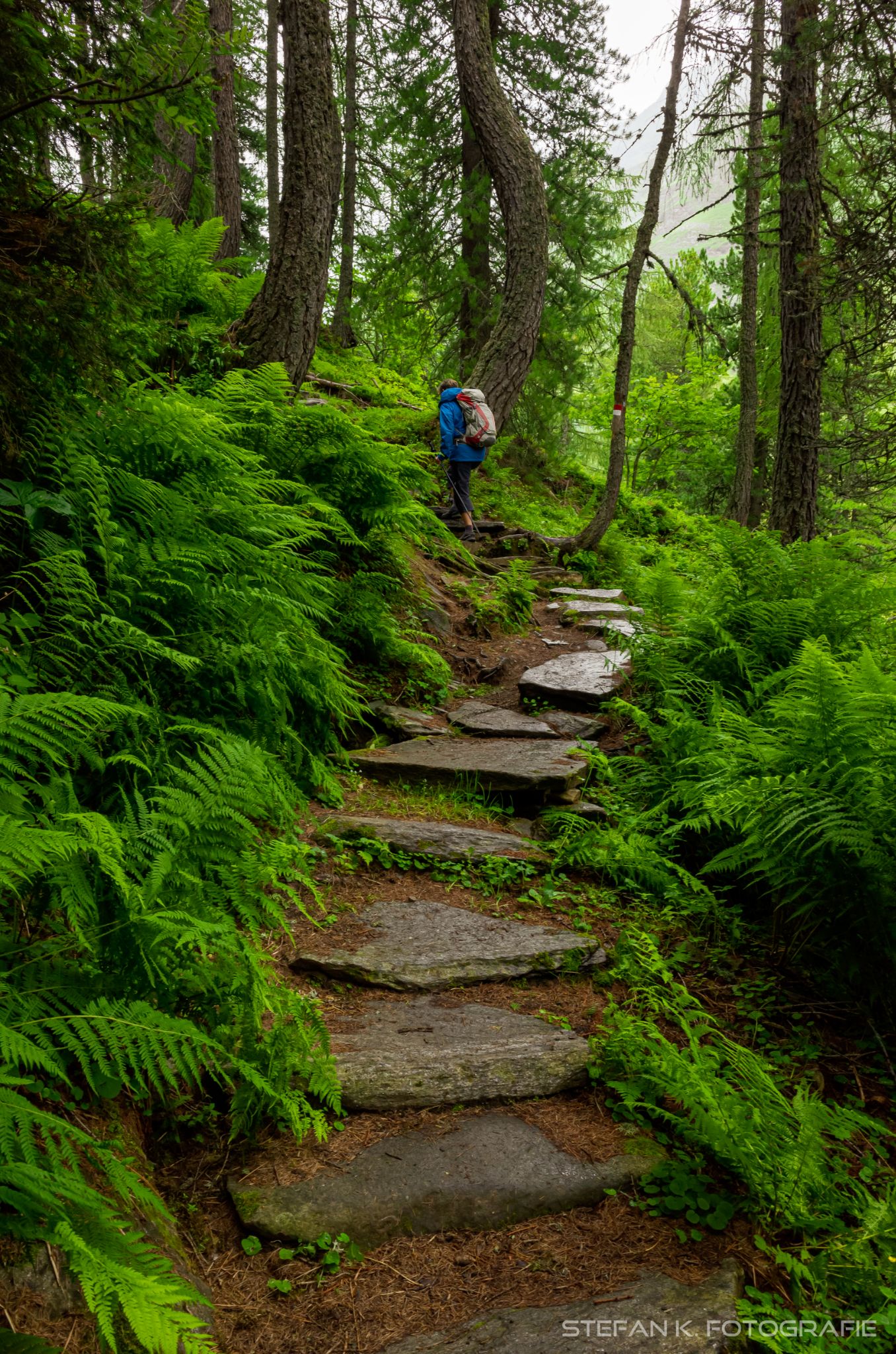 Aufstieg durch Farnwald